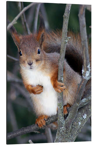 Aluminium print Squirrel guards his tree