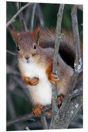 Foam board print Squirrel guards his tree