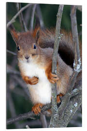 Galleriprint Squirrel guards his tree