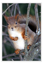 Poster Eichhörnchen bewacht sein Baum