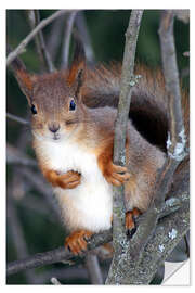 Naklejka na ścianę Squirrel guards his tree