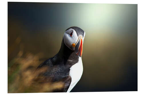 Foam board print puffin