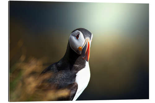 Gallery print puffin