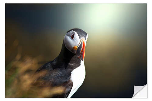 Wall sticker puffin