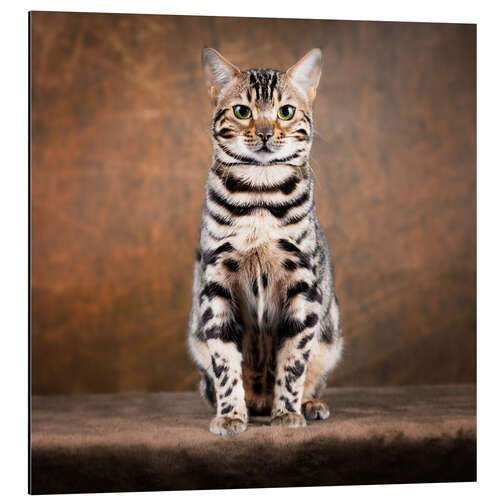 Tableau en aluminium Proud Bengal cat