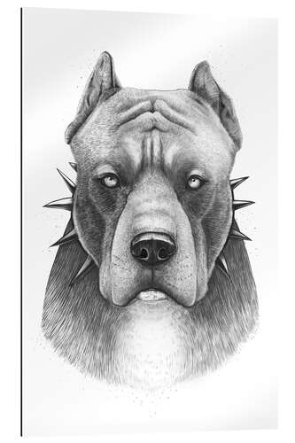 Gallery print Pitbull