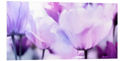 Foam board print pastel pink purple tulips