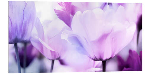 Tableau en plexi-alu pastel pink purple tulips