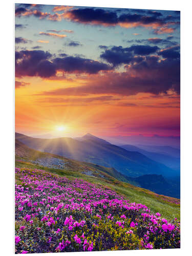 Foam board print Rhododendron Blossom in the Carpathians