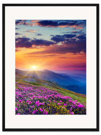 Gerahmter Kunstdruck Rhododendronblüte in den Karpaten