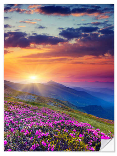 Självhäftande poster Rhododendron blossom in the Carpathians