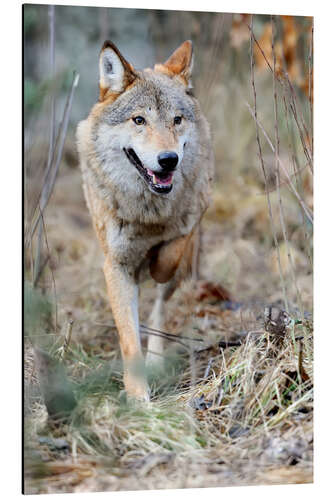 Tableau en aluminium Loup en chasse