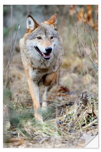 Naklejka na ścianę Hunting Wolf