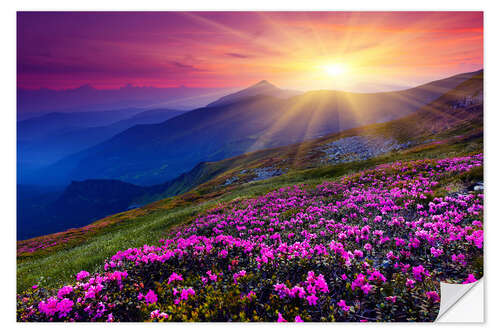 Naklejka na ścianę Rhododendron in the Carpathians