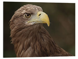 Aluminium print White-tailed eagle