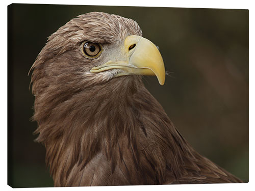 Leinwandbild Seeadler