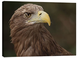 Canvas print White-tailed eagle