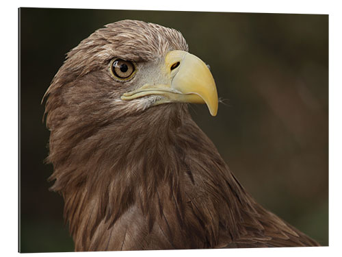 Gallery print White-tailed eagle