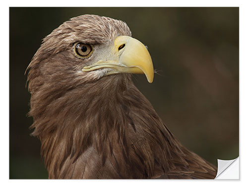 Wall sticker White-tailed eagle