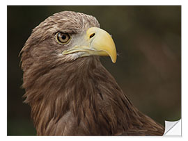 Wandsticker Seeadler