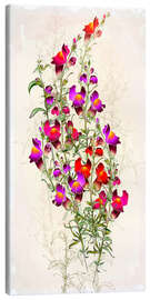 Stampa su tela Reddish foxglove