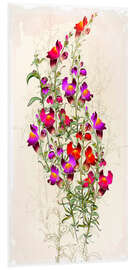 Foam board print Reddish foxglove