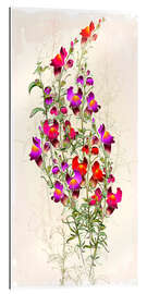 Tableau en plexi-alu Reddish foxglove