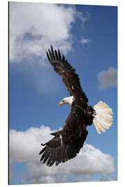 Aluminium print Freedom on eagle wings