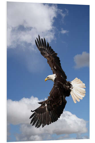 Foam board print Freedom on eagle wings