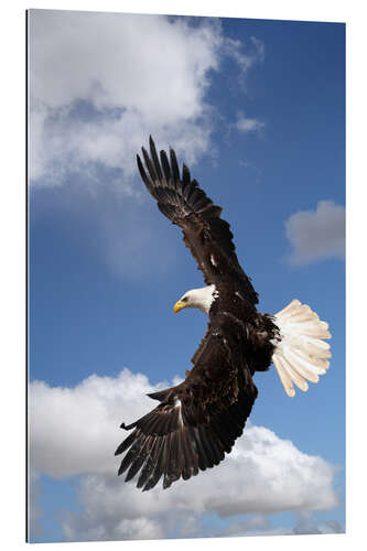 Gallery print Freedom on eagle wings