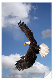 Wall sticker Freedom on eagle wings