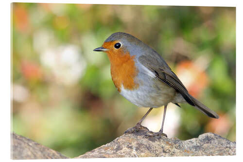 Acrylglas print Cute robin