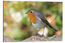 Aluminium print Cute robin