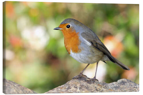 Lerretsbilde Cute robin