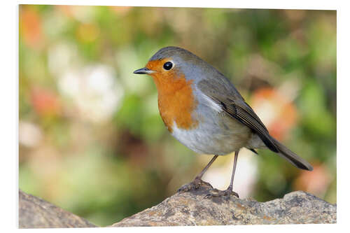 Foam board print Cute robin