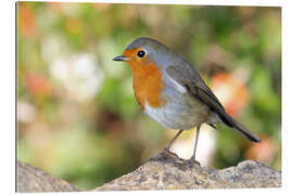 Gallery print Cute robin