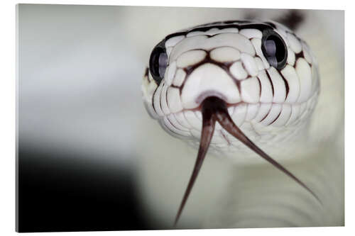 Stampa su vetro acrilico Testa di un serpente