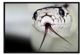 Gerahmter Kunstdruck Schlangenkopf