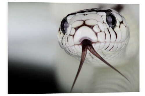 Obraz na PCV snakehead