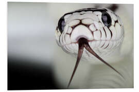 Foam board print Snakehead