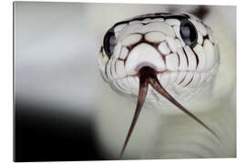 Gallery print Snakehead