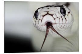 Magnettafel Schlangenkopf