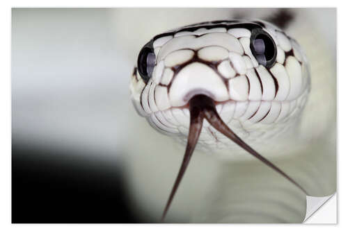 Wall sticker Snakehead