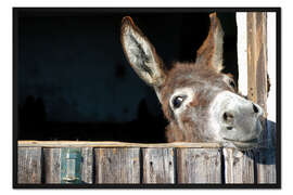 Gerahmter Kunstdruck Süßer neugieriger Esel