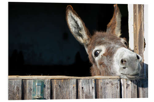 Foam board print Cute & curious little donkey