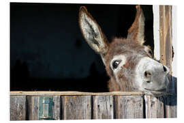 Foam board print Cute &amp; curious little donkey