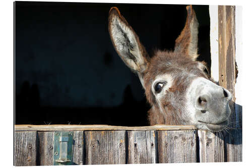 Quadro em plexi-alumínio Burro engraçado e curioso