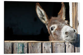 Magnettafel Süßer neugieriger Esel