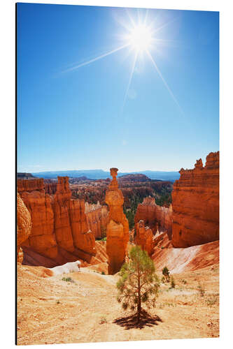 Aluminium print Lonely tree in Bryce Canyon