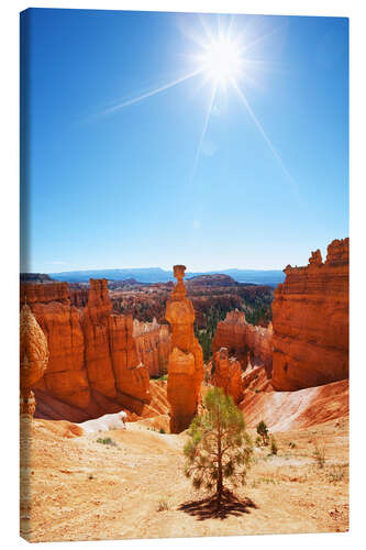 Leinwandbild Einsamer Baum im Bryce Canyon